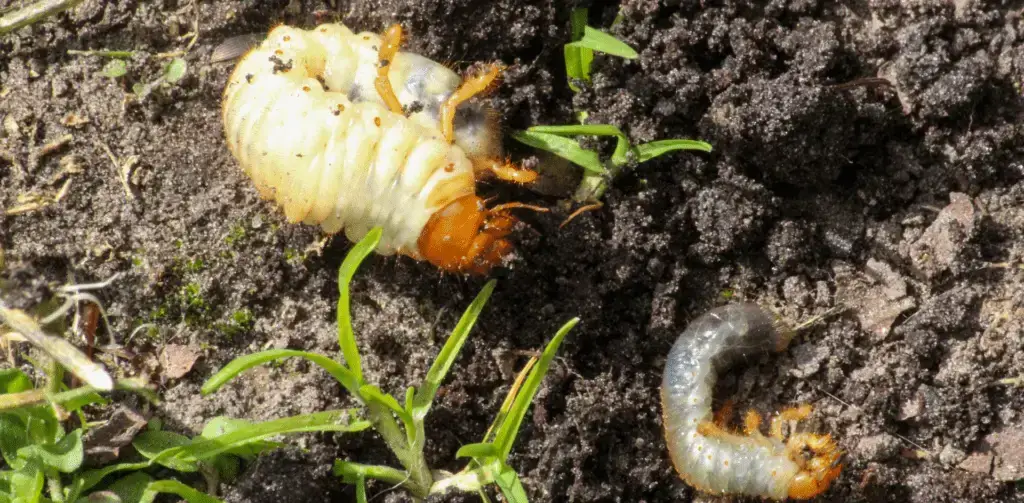Grub Control In Lincoln, NE | Yard Boss