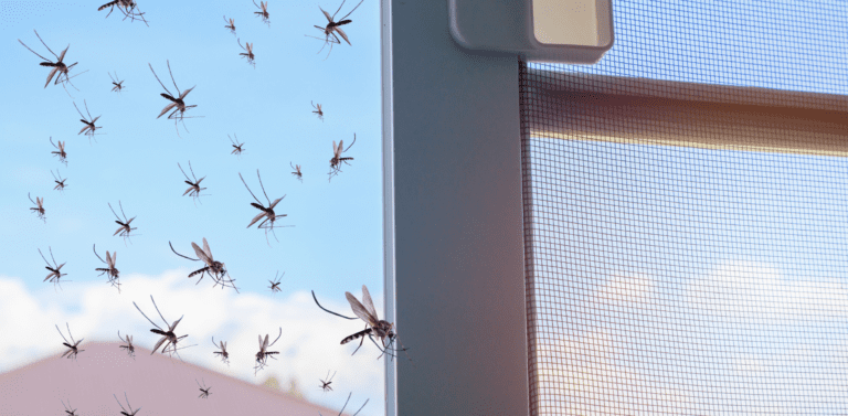 Things You Can Do To Reduce The Mosquito Population On Your Property