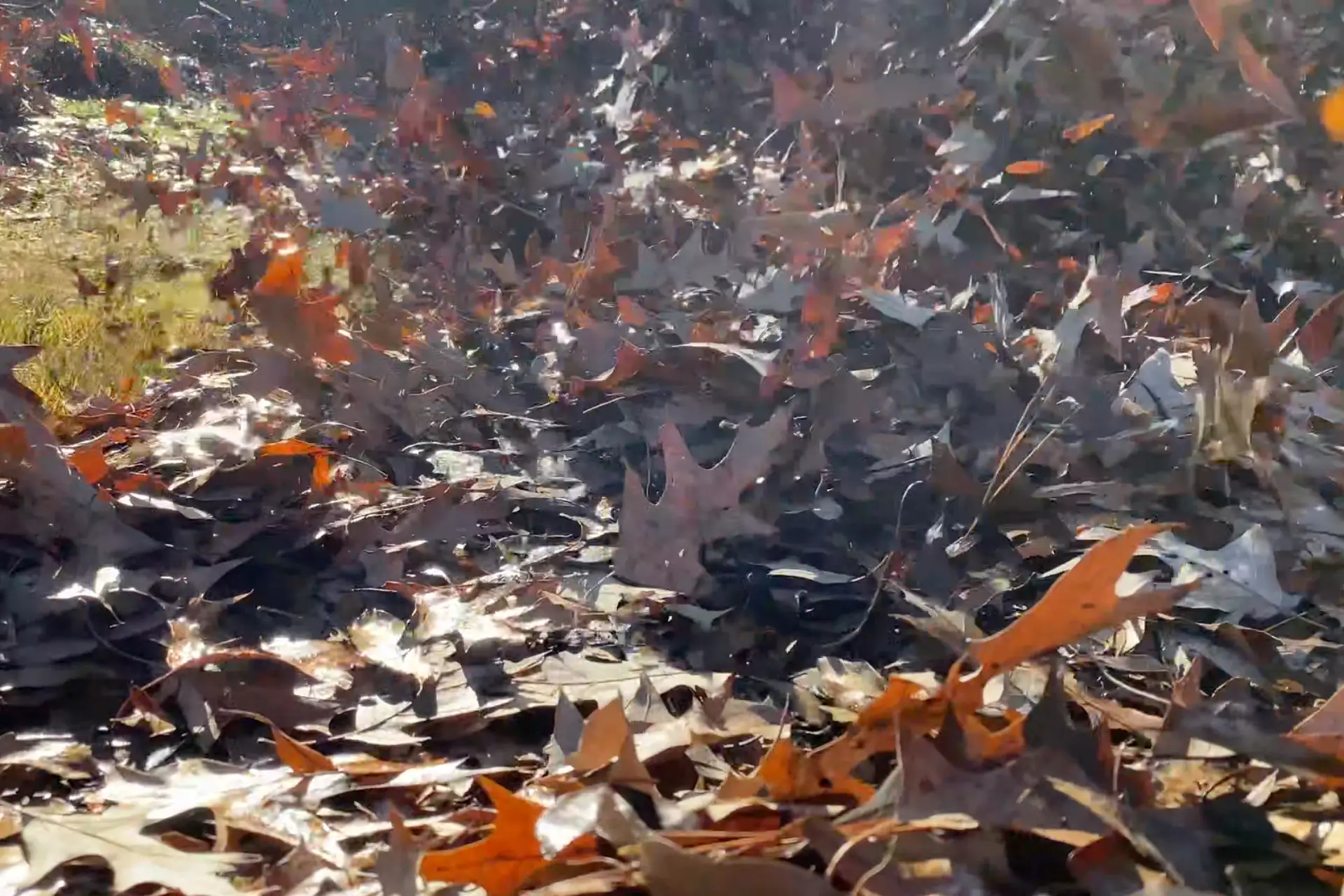 YB Leaf Removal2 1920x1280 1