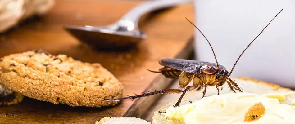 content cockroach crawling over food 1920w