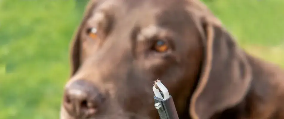content dog with tick found 1920w
