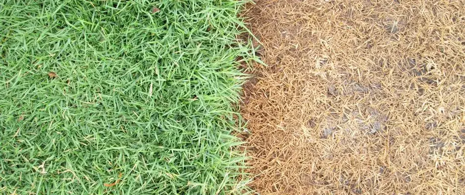 content fertilizer burn in lawn 1920w