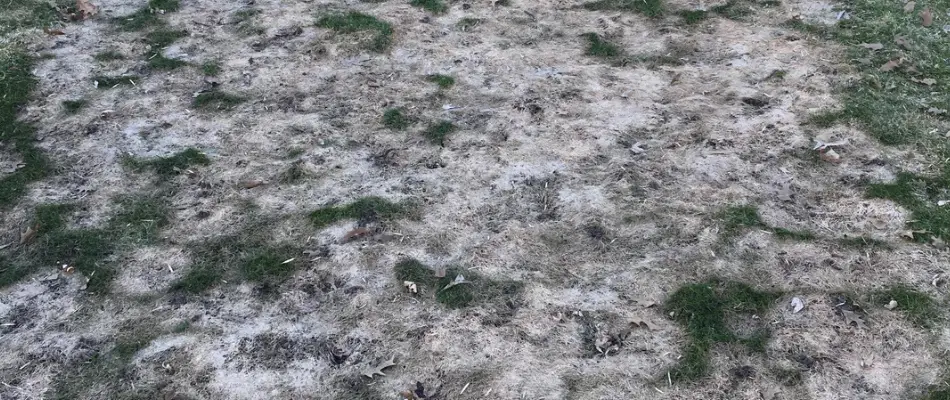 Grey Snow Mold in Winter