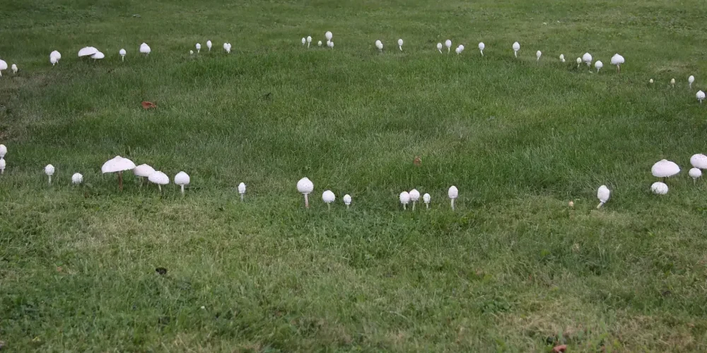 Lawn Fairy Ring Fungus Treatment | Yard Boss