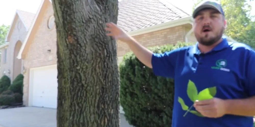 Video Thumbnail: Emerald Ash Borer Treatments